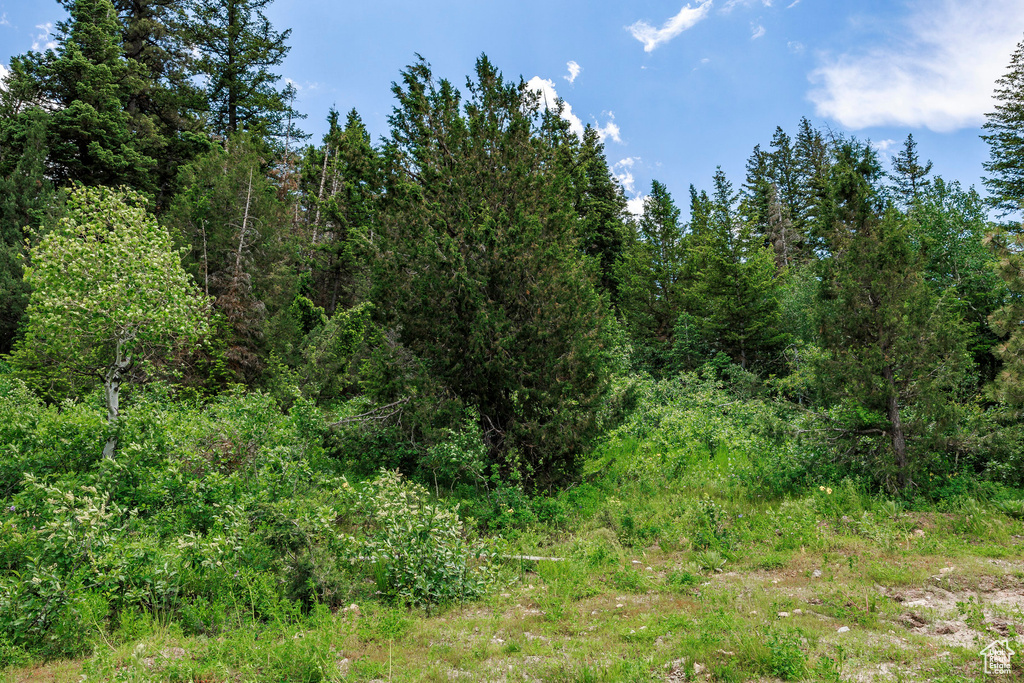 View of local wilderness