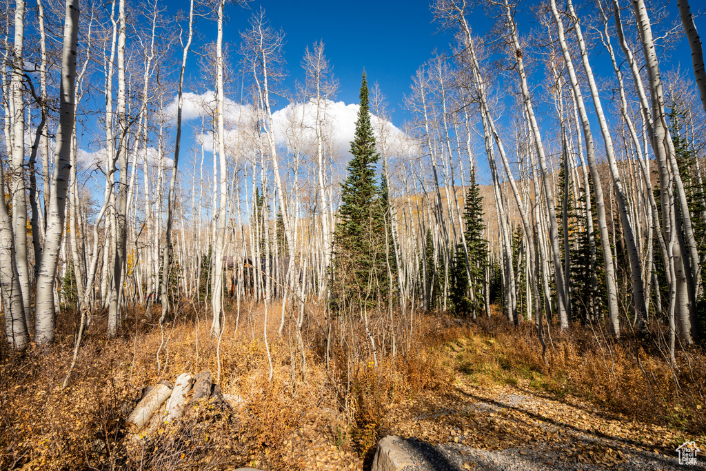 View of local wilderness