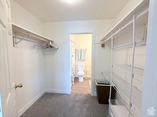 Spacious closet with carpet floors