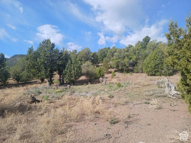 View of local wilderness with a rural view