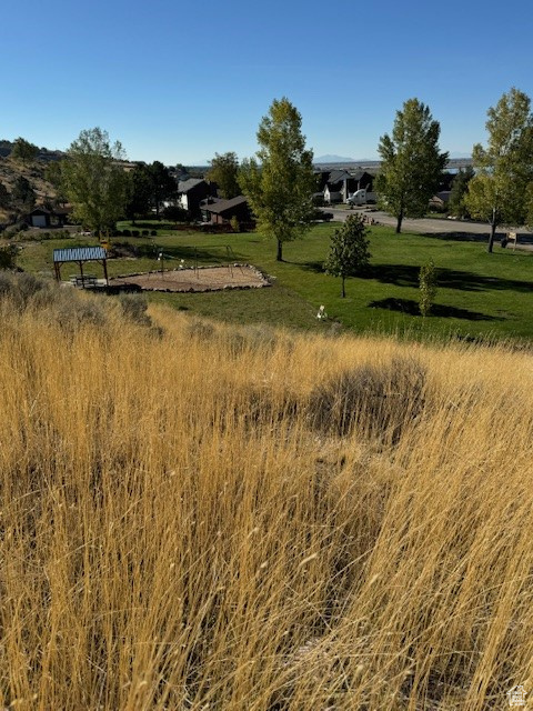 View of local wilderness