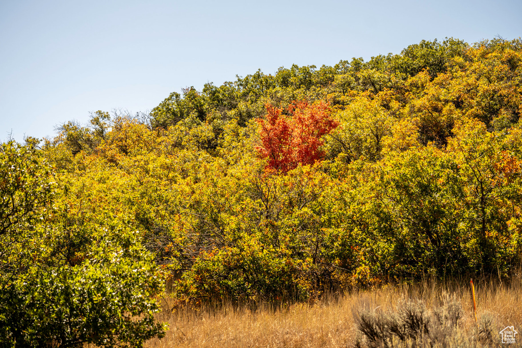 View of nature