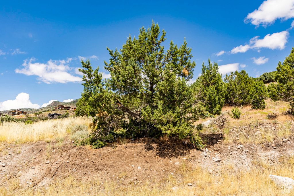 View of local wilderness with a mountain view