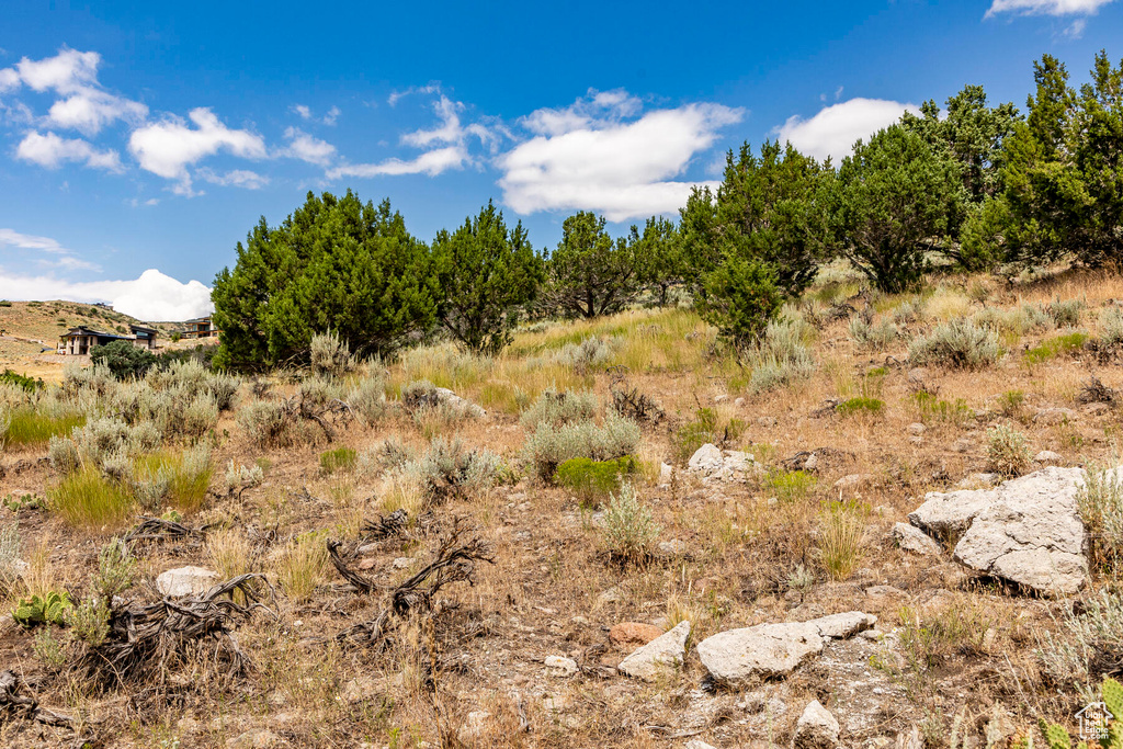 View of local wilderness