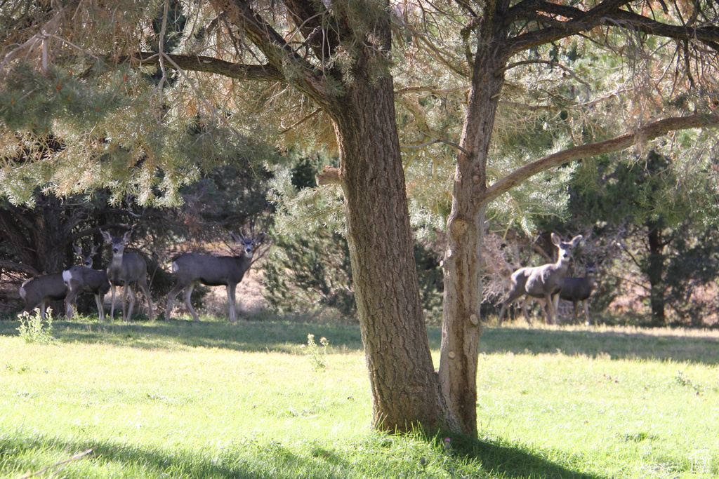 View of yard featuring a rural view