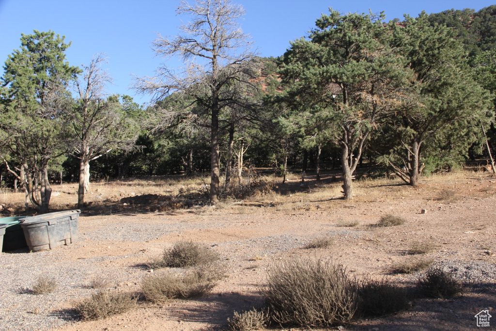 View of local wilderness