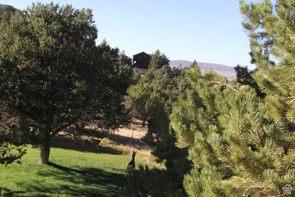 View of local wilderness featuring a mountain view