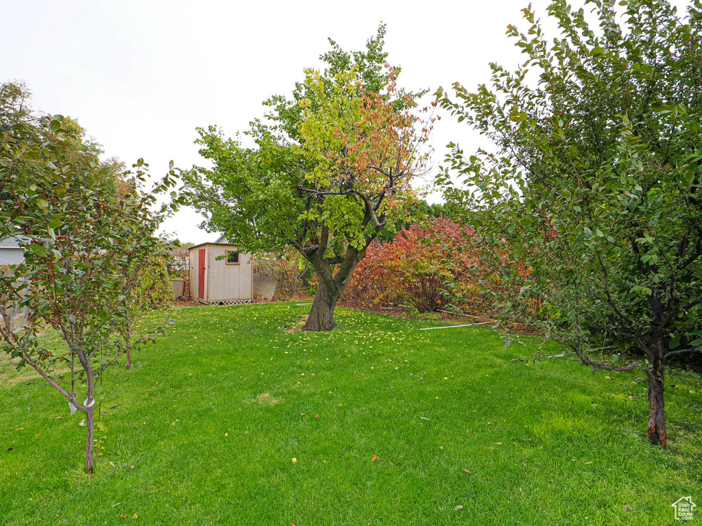 View of yard with a storage shed