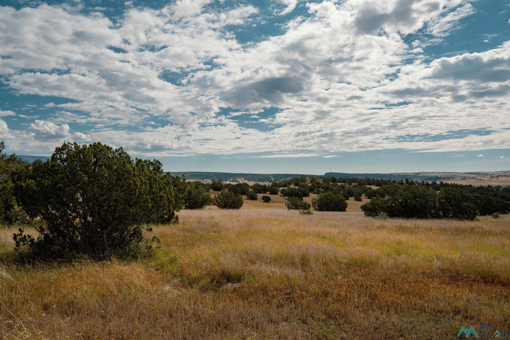 Photo #51