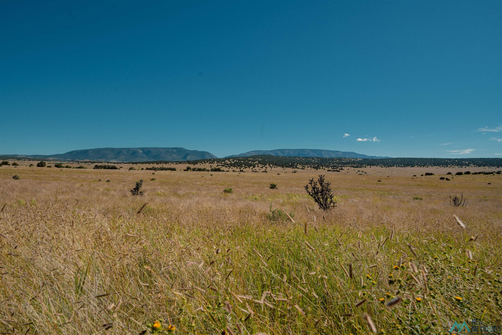 Photo #15