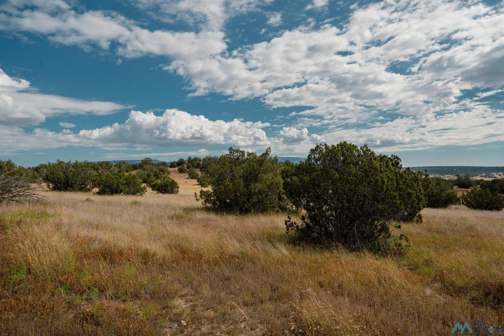 Photo #42