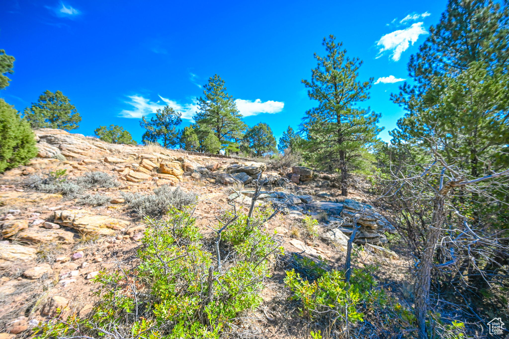 View of local wilderness