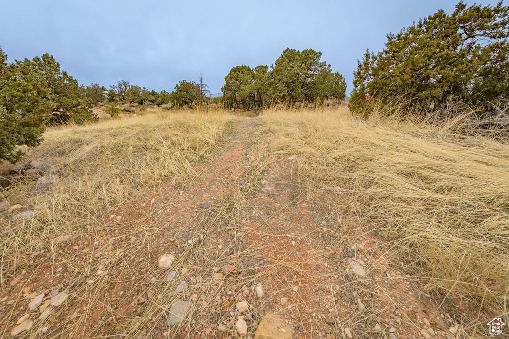 View of local wilderness with a rural view