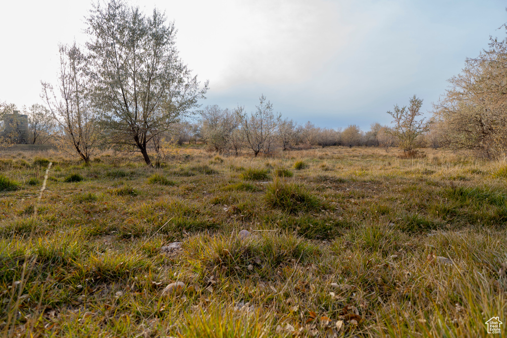 View of local wilderness with a rural view