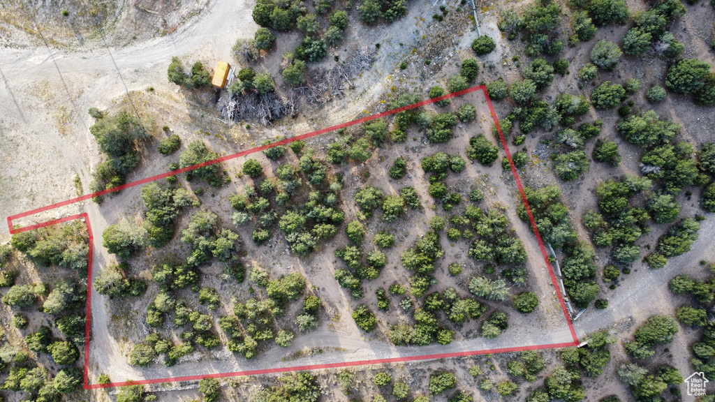 Bird\'s eye view