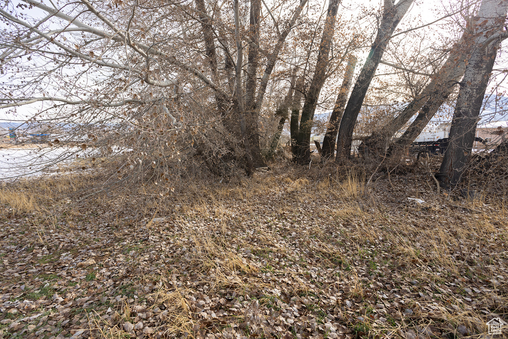 View of local wilderness