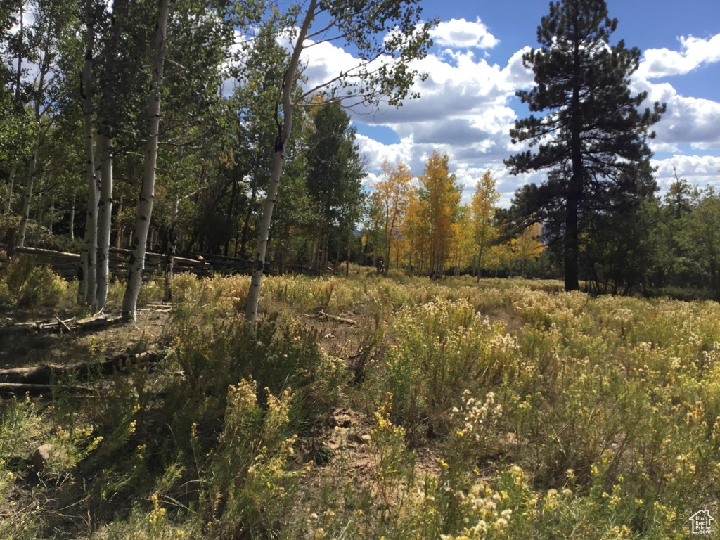 View of local wilderness