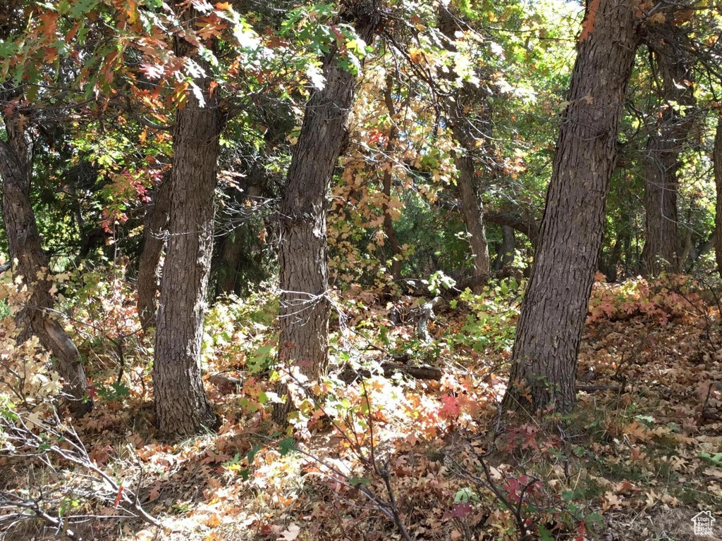 View of nature