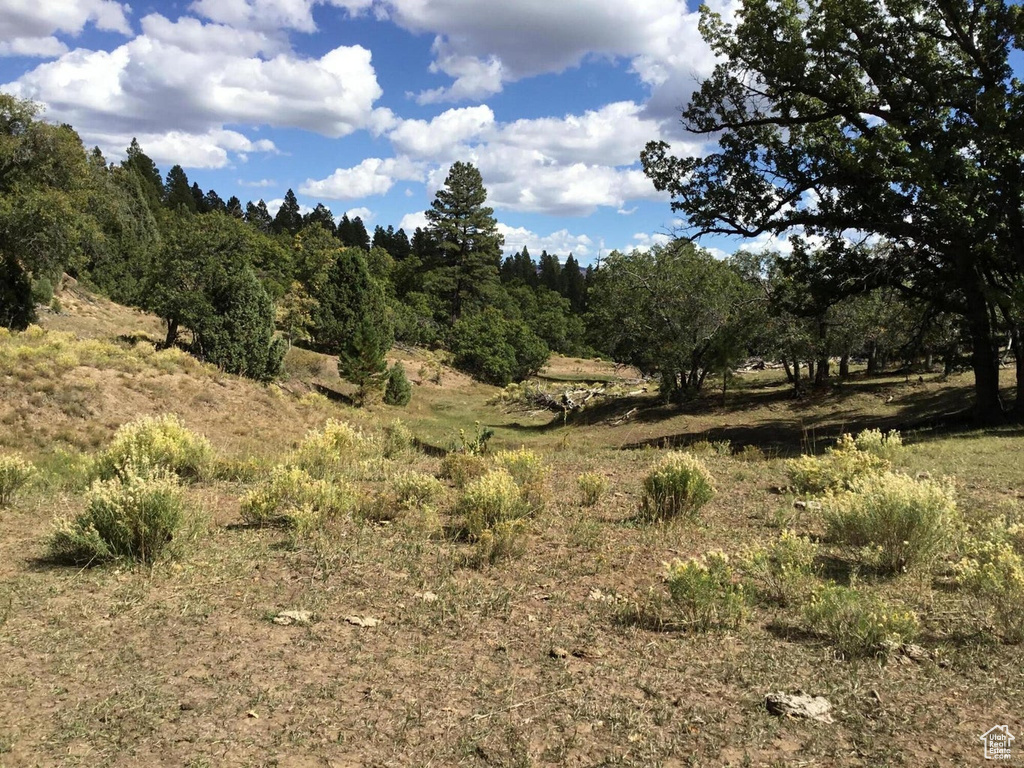 View of local wilderness
