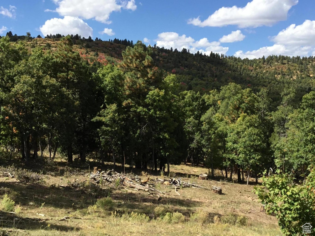 View of local wilderness