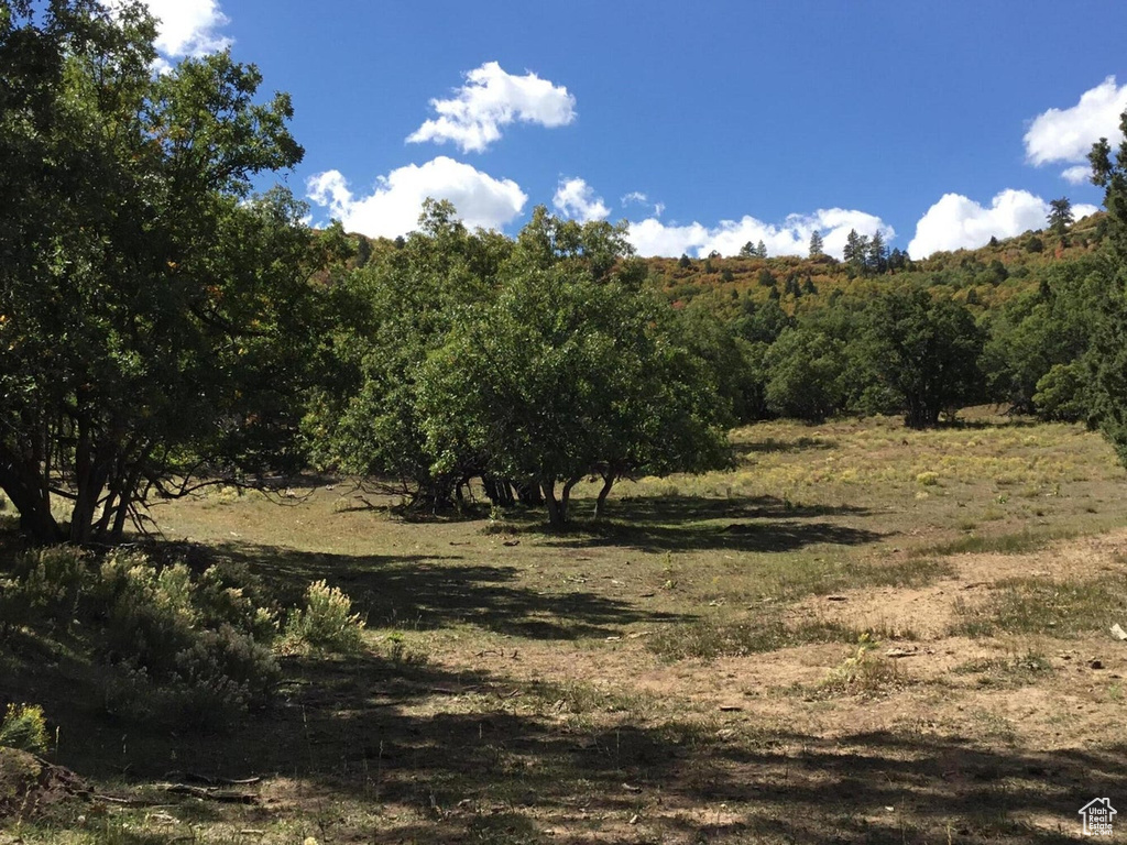 View of local wilderness