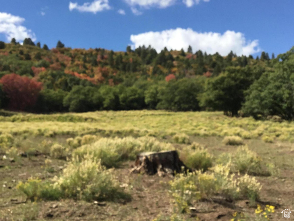 View of local wilderness