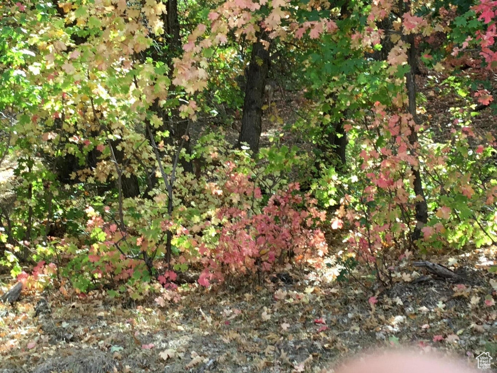 View of nature