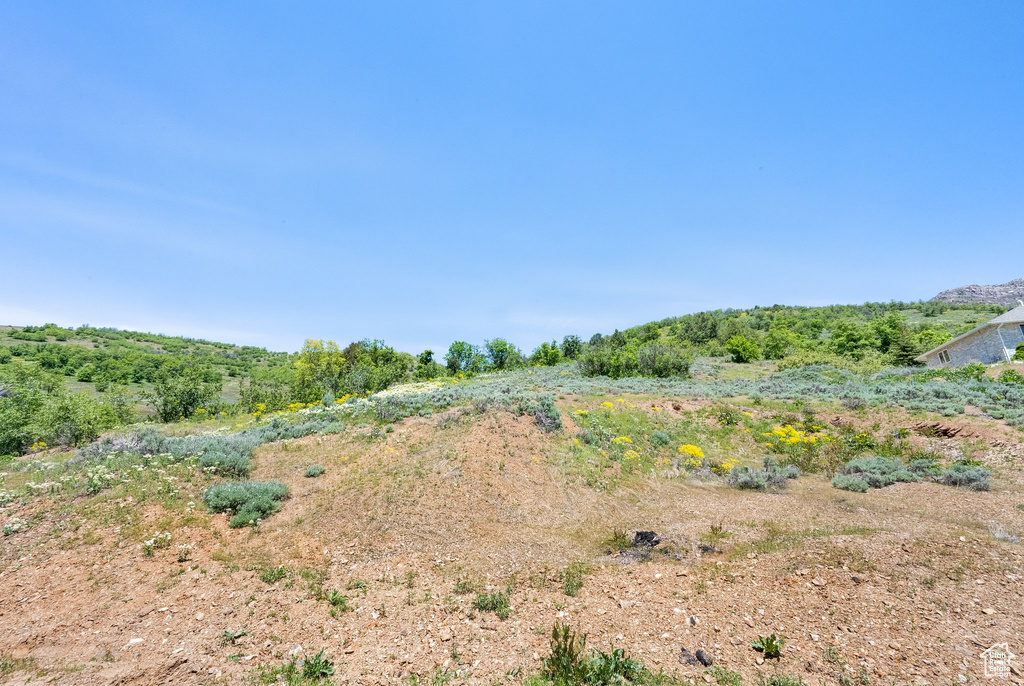 View of local wilderness