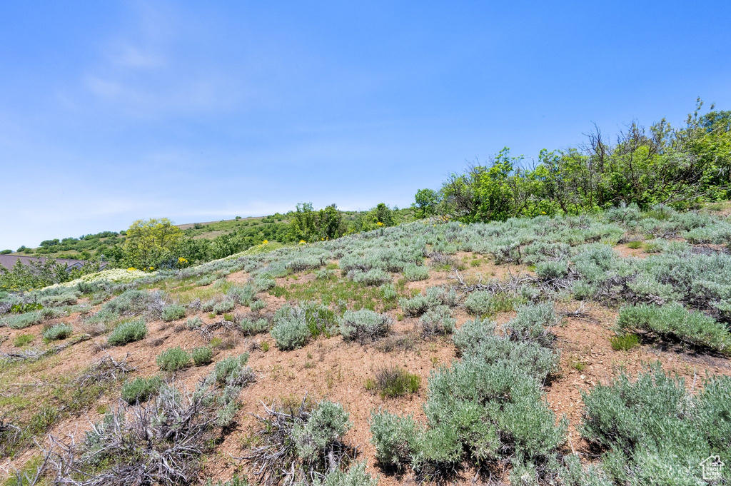 View of local wilderness