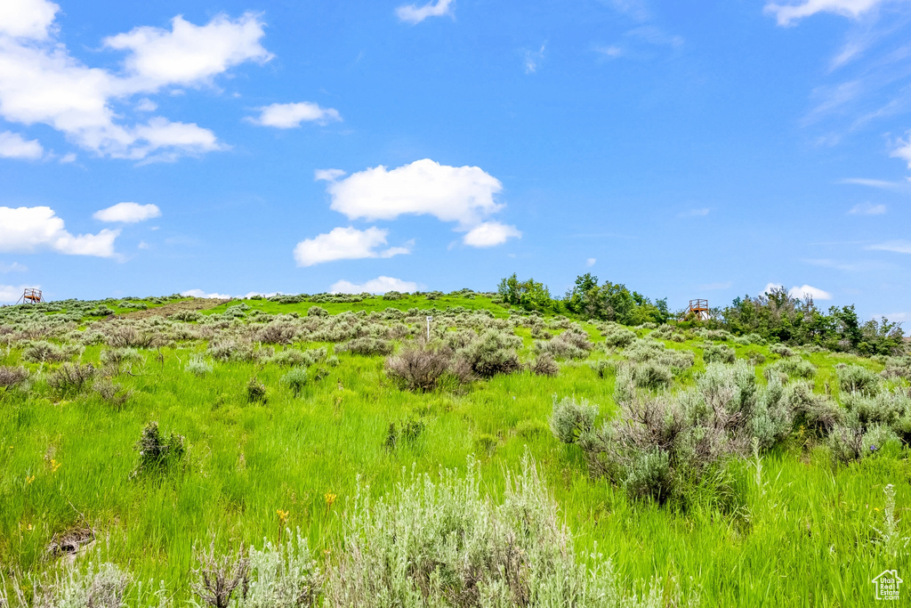 View of local wilderness