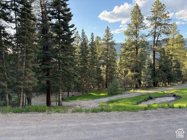 View of street featuring a forest view