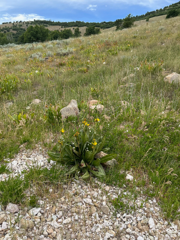 View of local wilderness featuring rural landscape