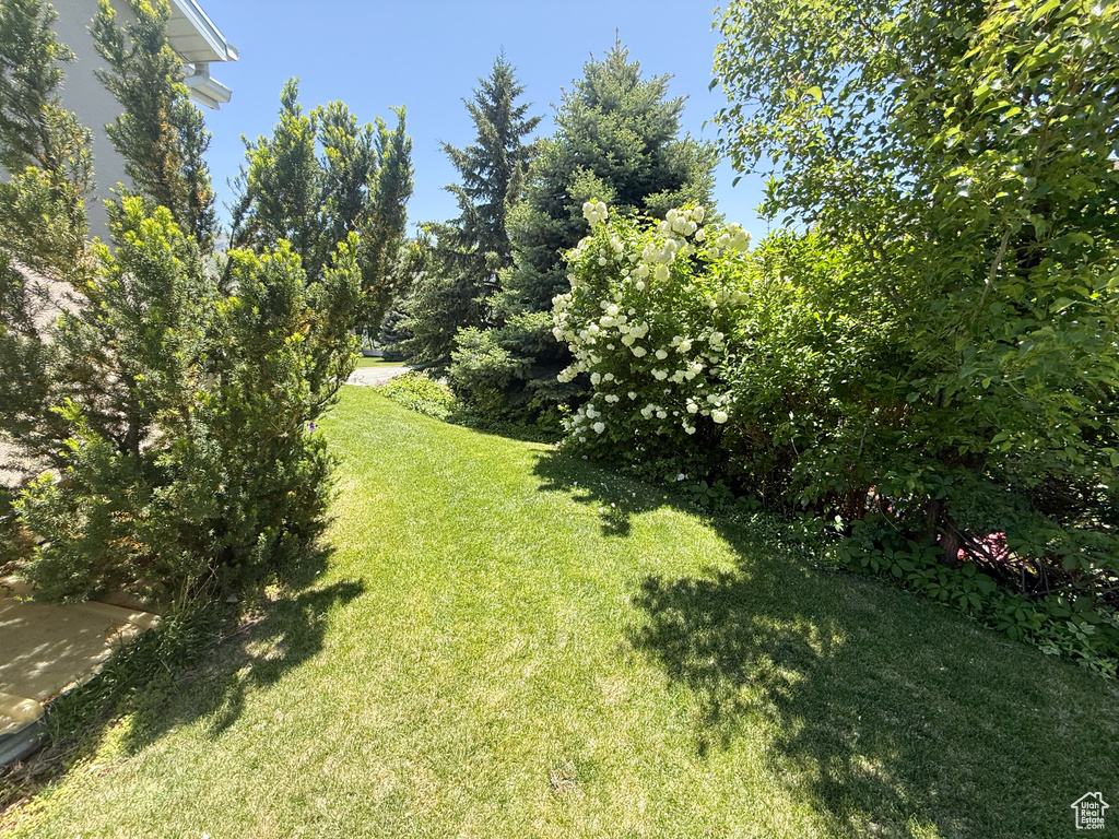 View of grassy yard