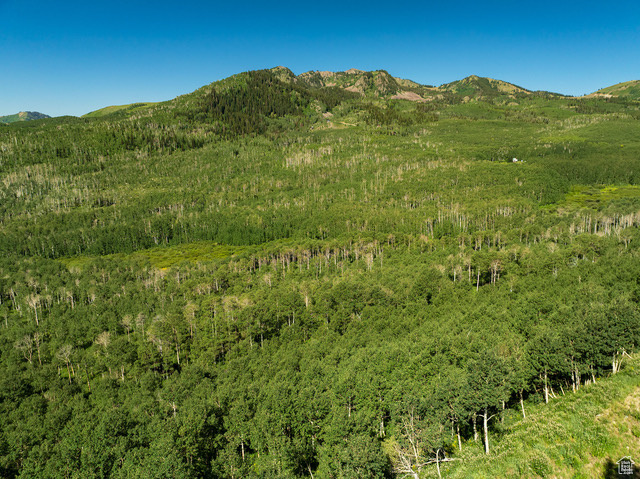 View of mountain background with a heavily wooded area