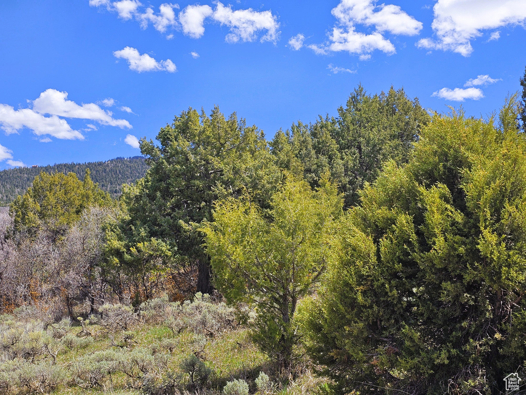 Mountain view featuring a view of trees