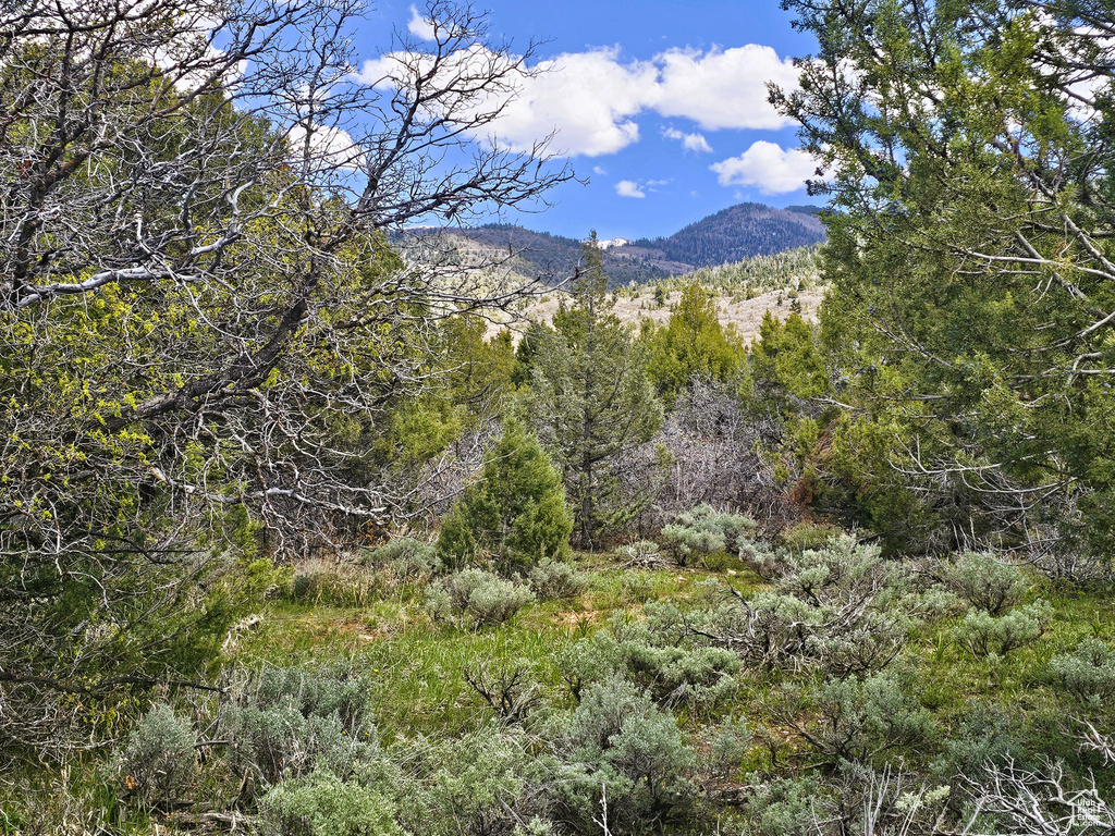 View of mountain feature with a wooded view