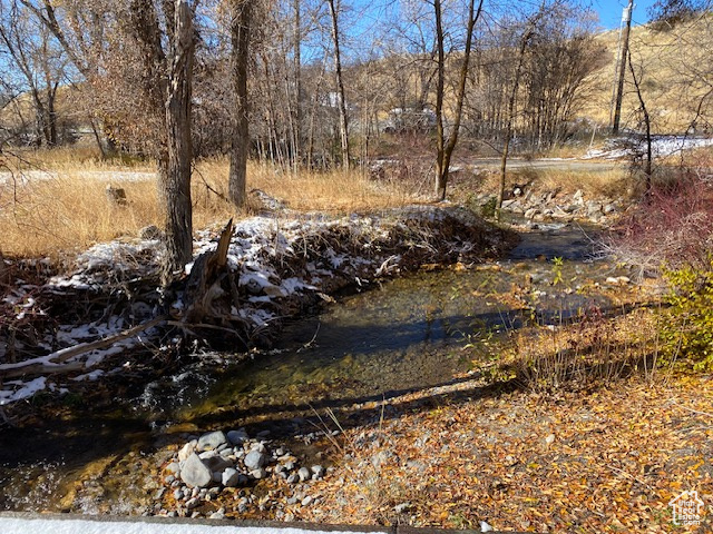 View of local wilderness