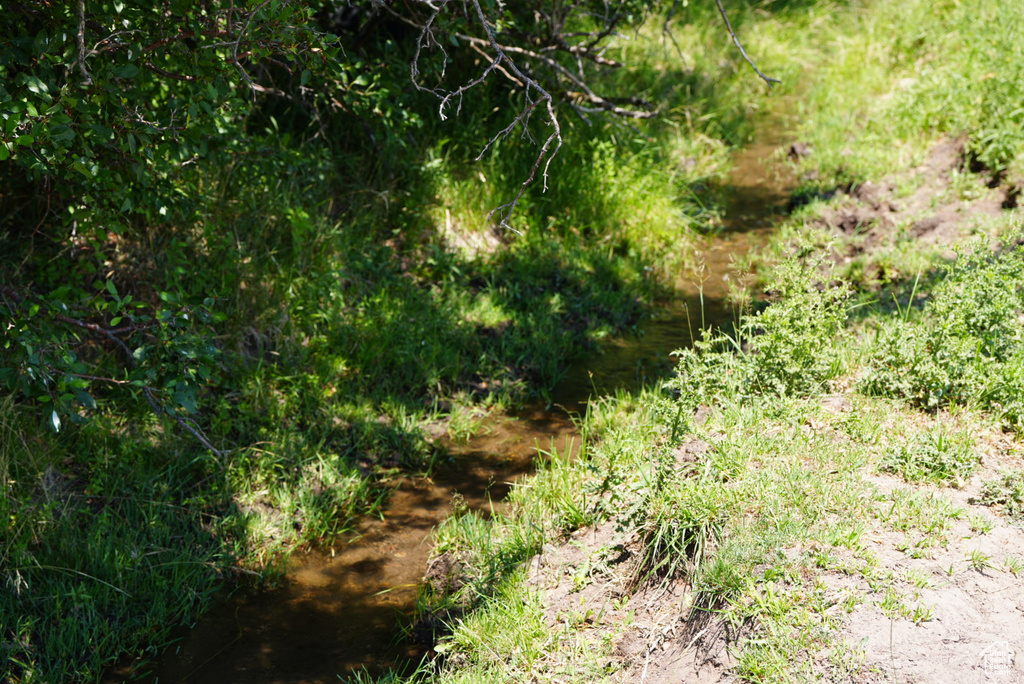 View of local wilderness