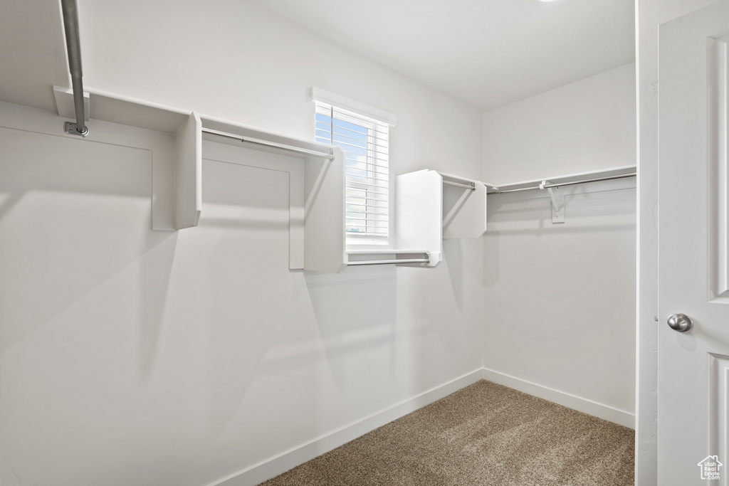 Spacious closet featuring carpet floors