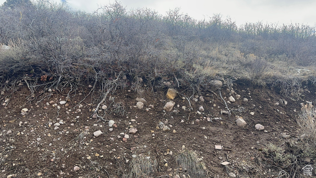 View of local wilderness