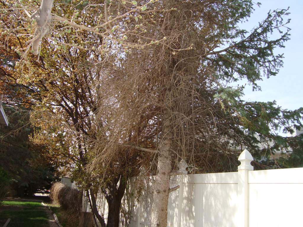Exterior space with fence