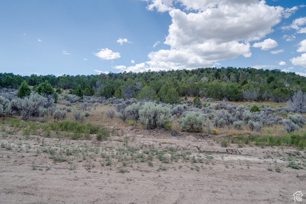 View of local wilderness