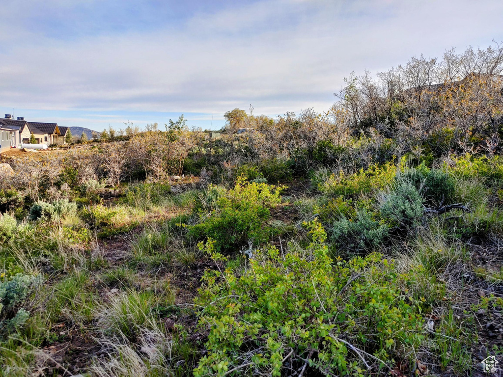 View of nature