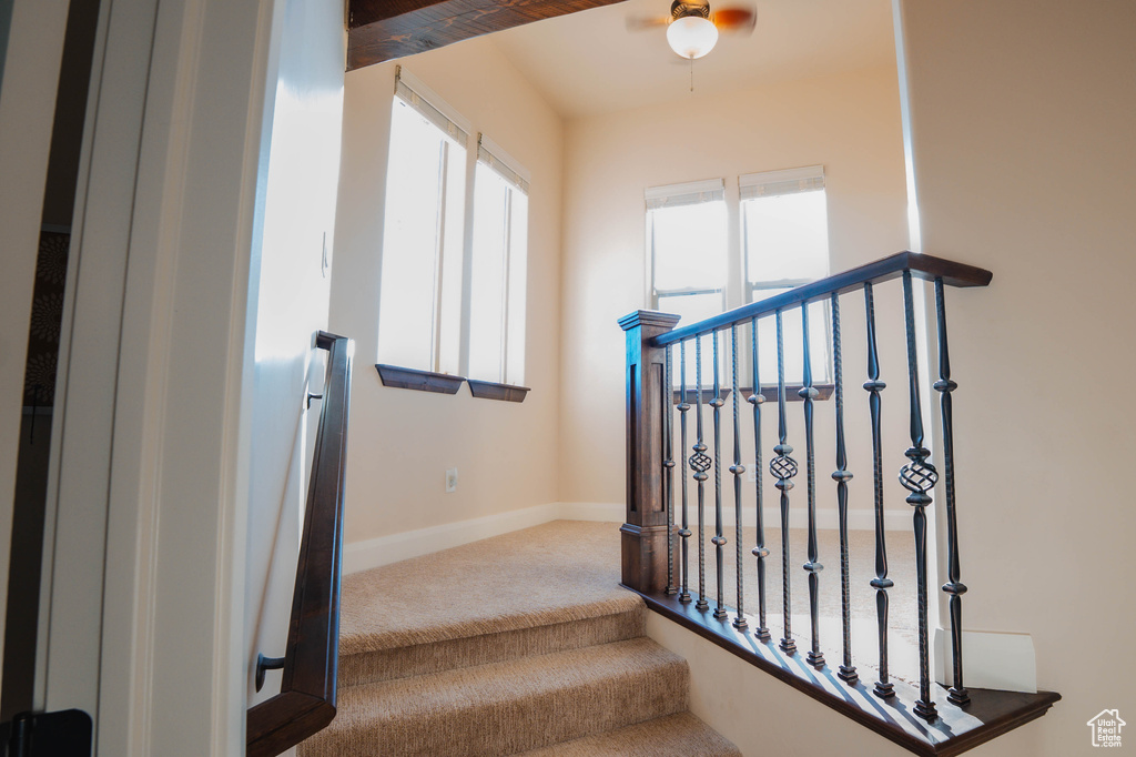 Stairs featuring carpet, a ceiling fan, and baseboards