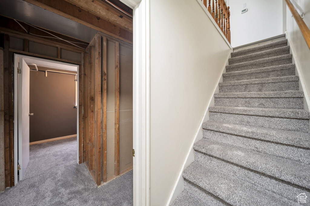 Stairway featuring carpet floors