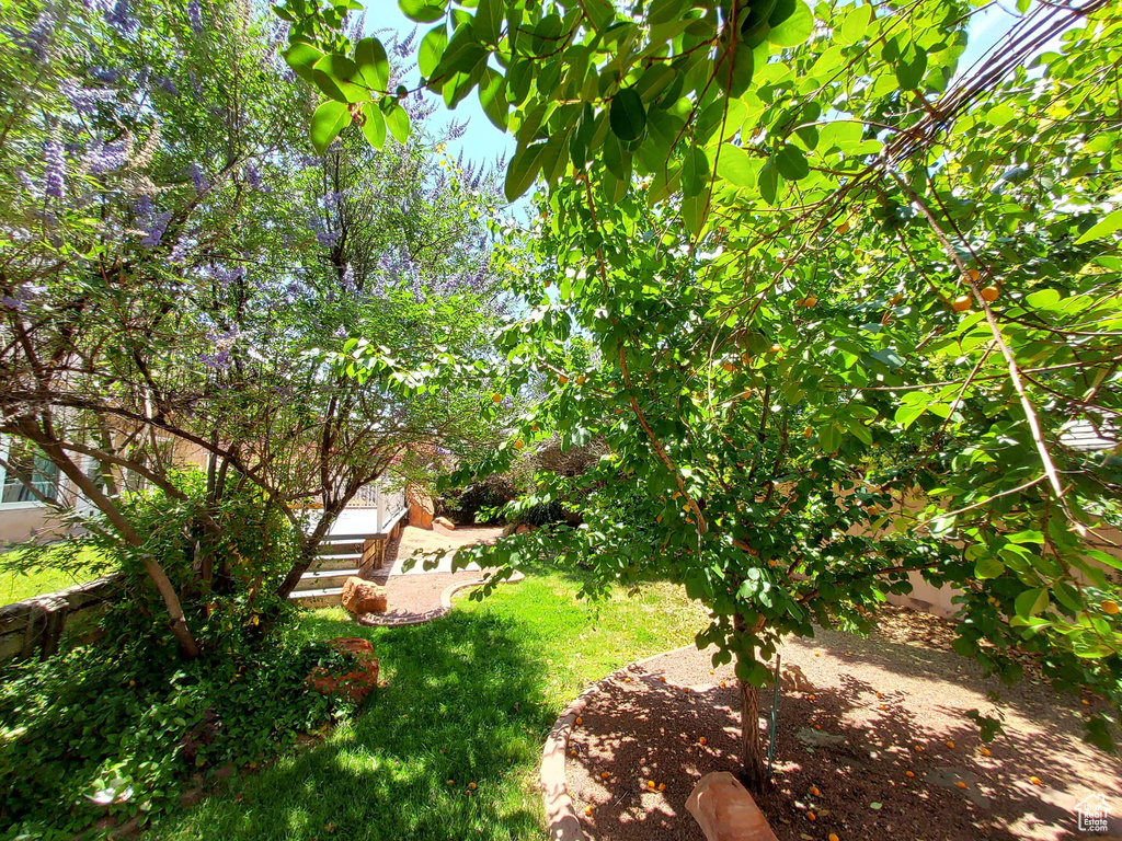View of grassy yard