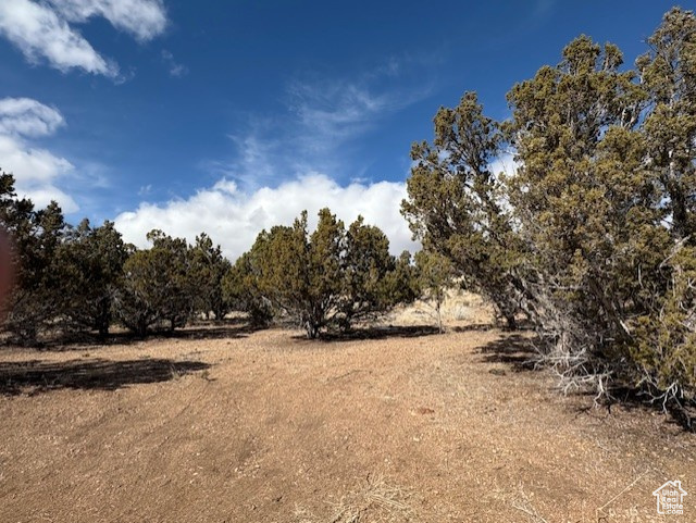 View of local wilderness