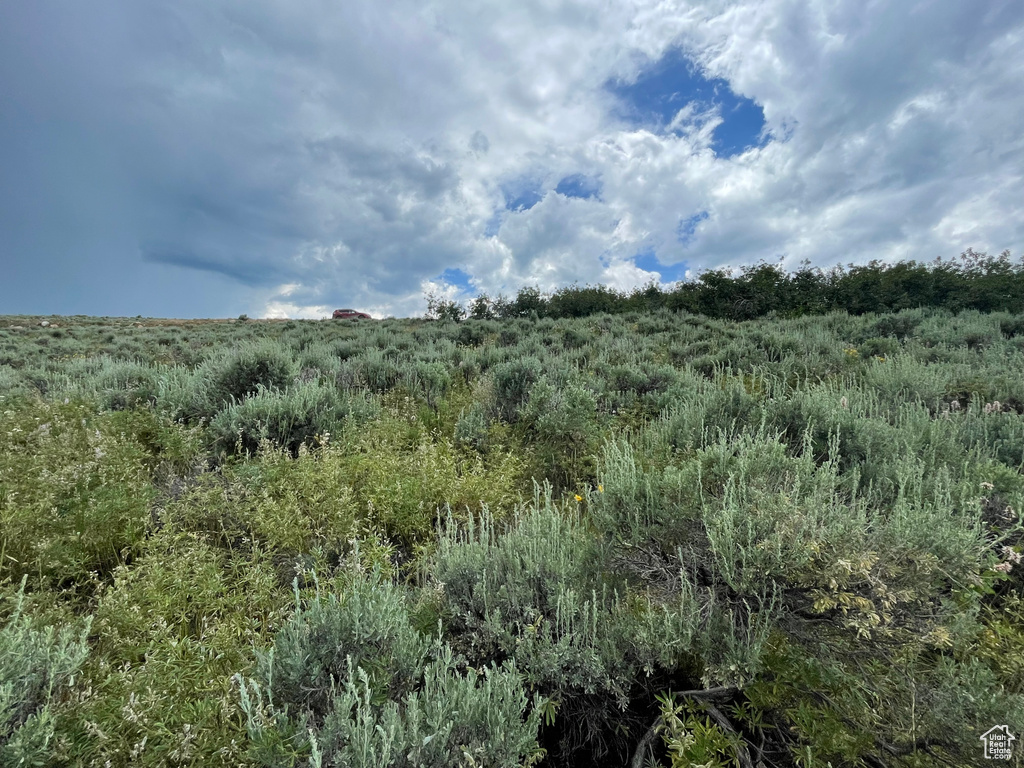 View of local wilderness