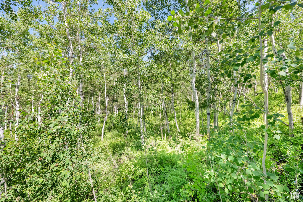 View of local wilderness