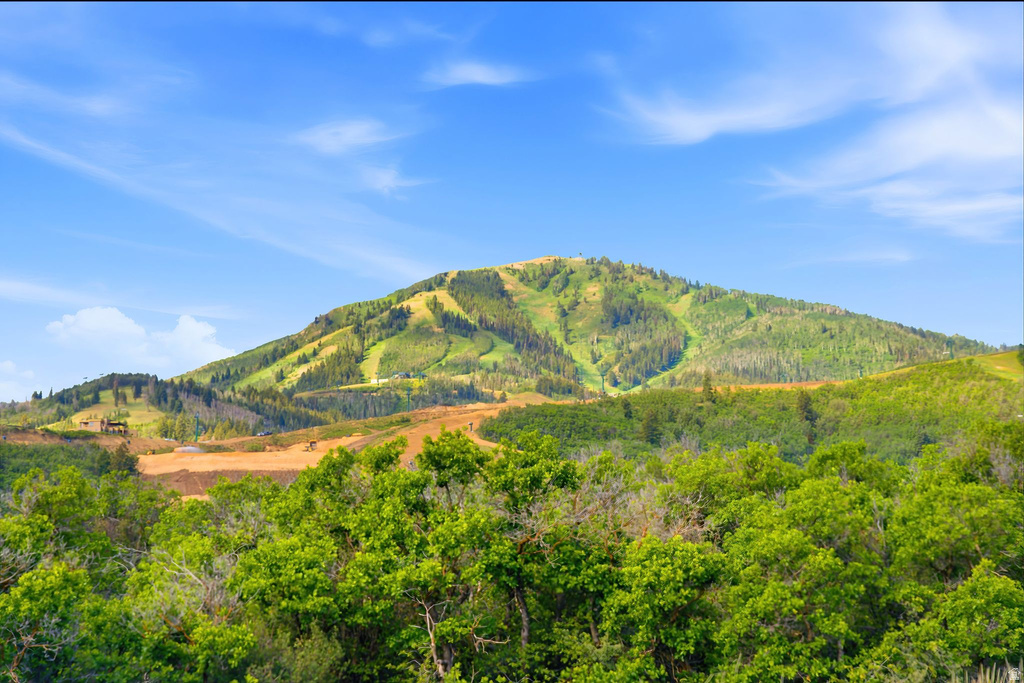 Mountain terrain featuring established tree lines and open slopes